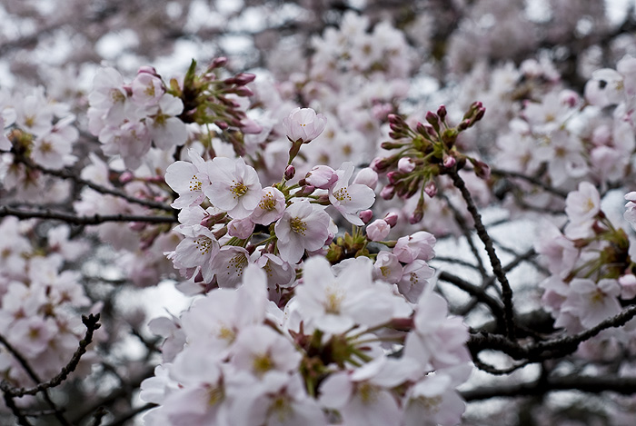 hanami shinjuku gyoen 2010